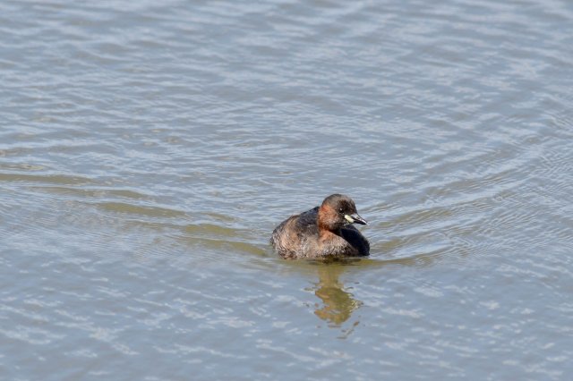 Grèbe castagneux / Little Grebe